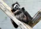動物図鑑・シロテテナガザルの写真 12